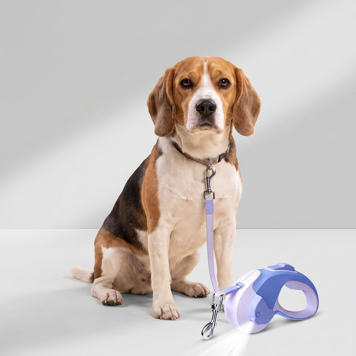 Automatic Retractable Dog Leash with LED with a beagle, studio photo