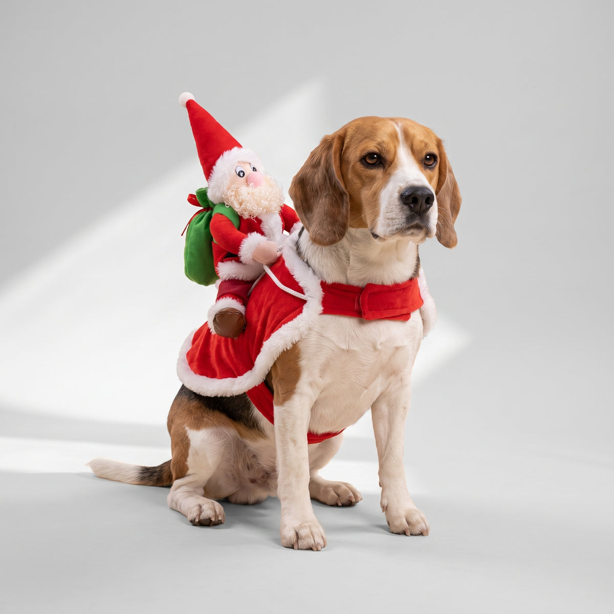 Santa Riding Dog Costume with a beagle, studio photo