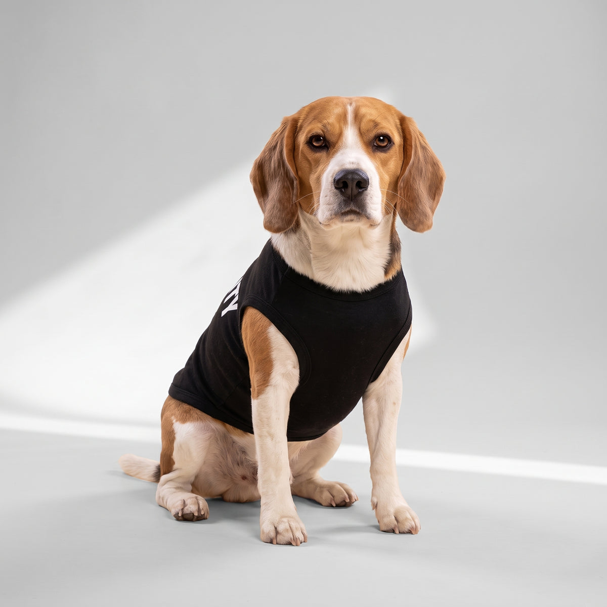 Security dog vest with a beagle, studio photo