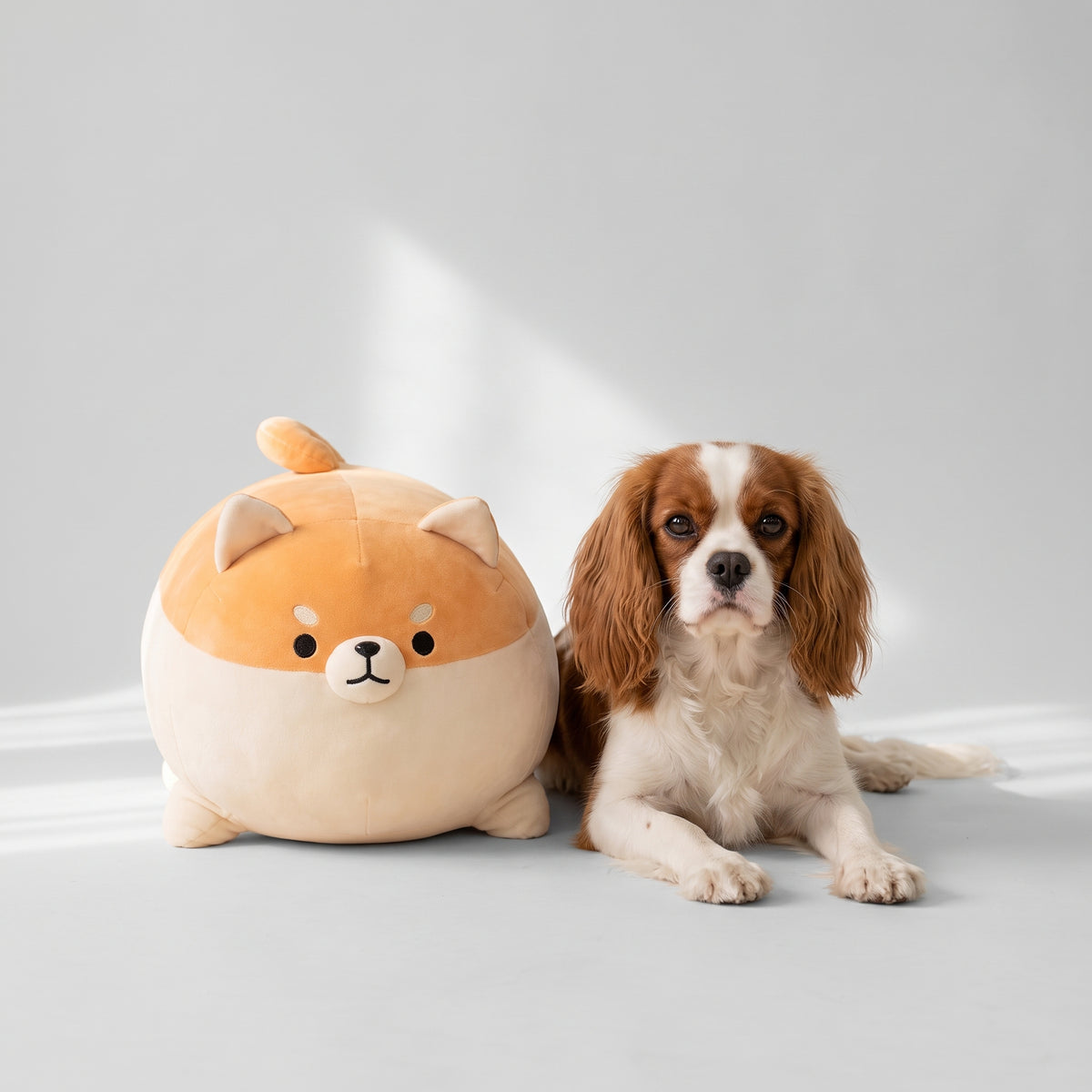 Shiba Inu Plush with a Cavalier King Charles, studio photo