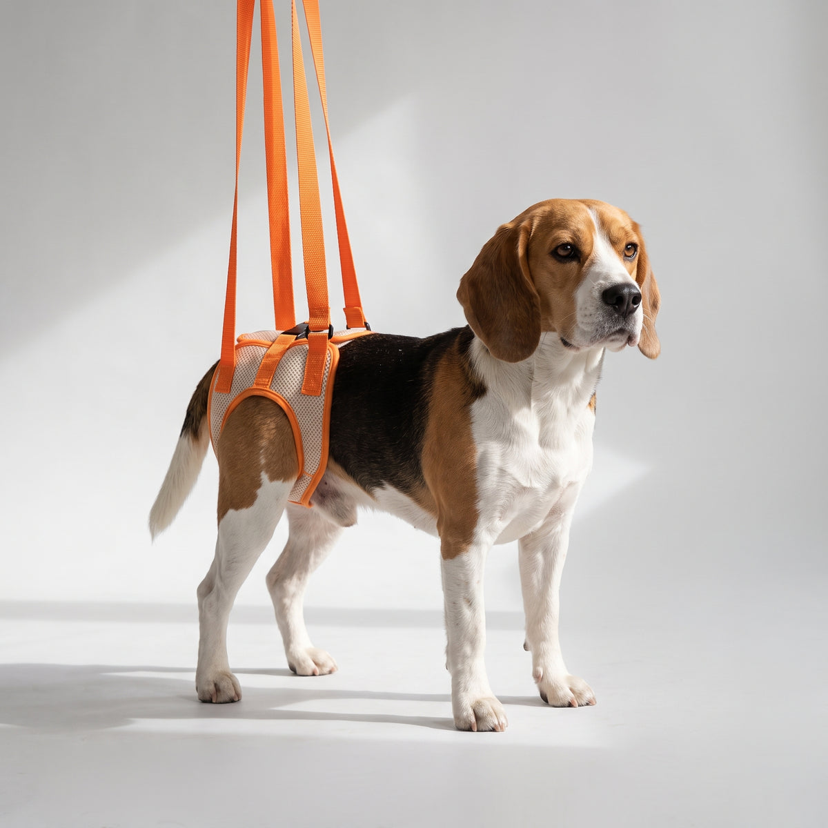 Breathable Mesh Back Leg Sling for Dogs with a beagle, studio photo