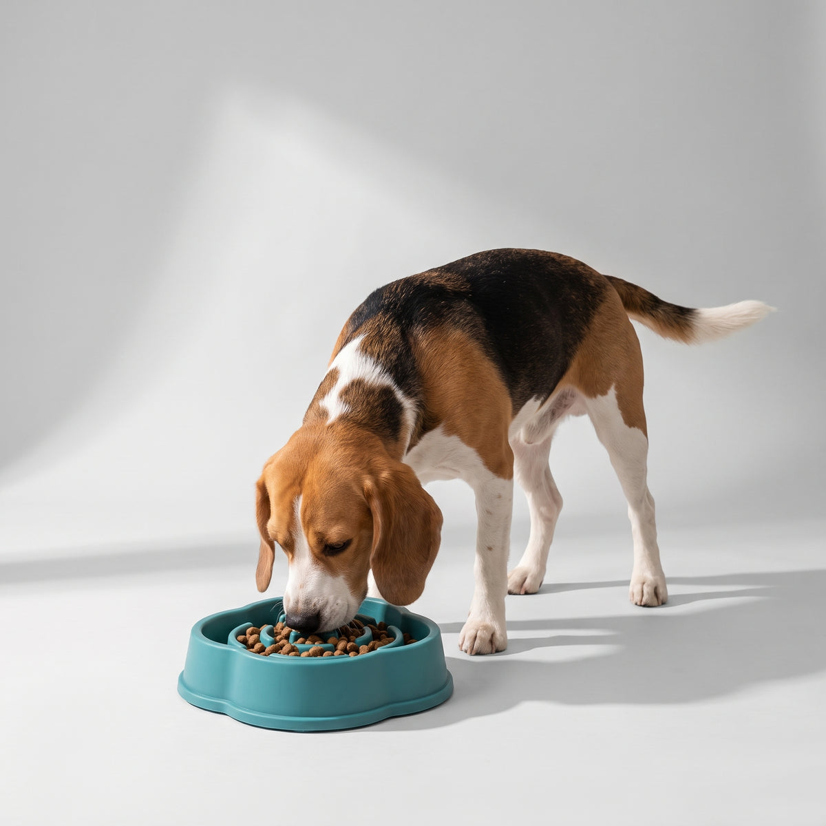 Slow Feed Bowls For Dogs with a beagle, studio photo