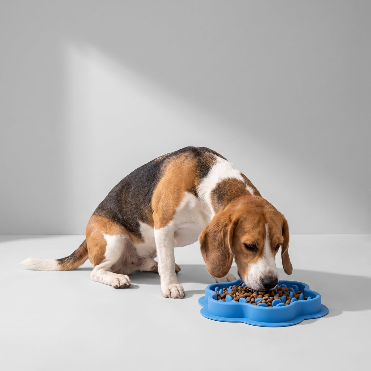 Slow Feeder Bowls For Dogs with a beagle, studio photo