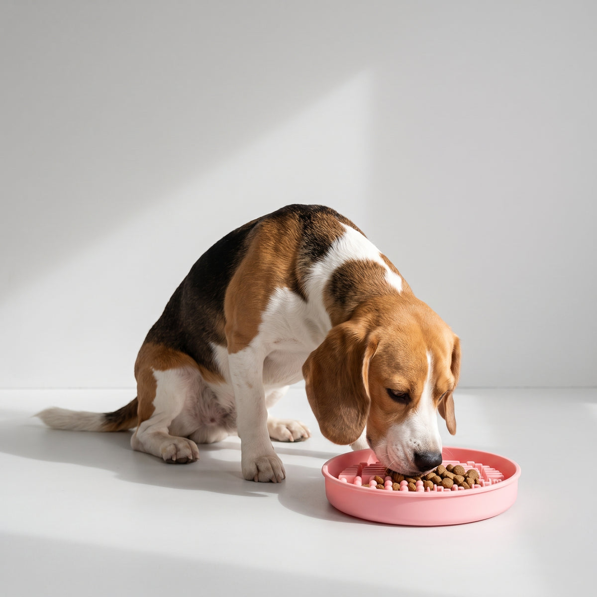 Slow Feeder For Dog with a beagle, studio photo