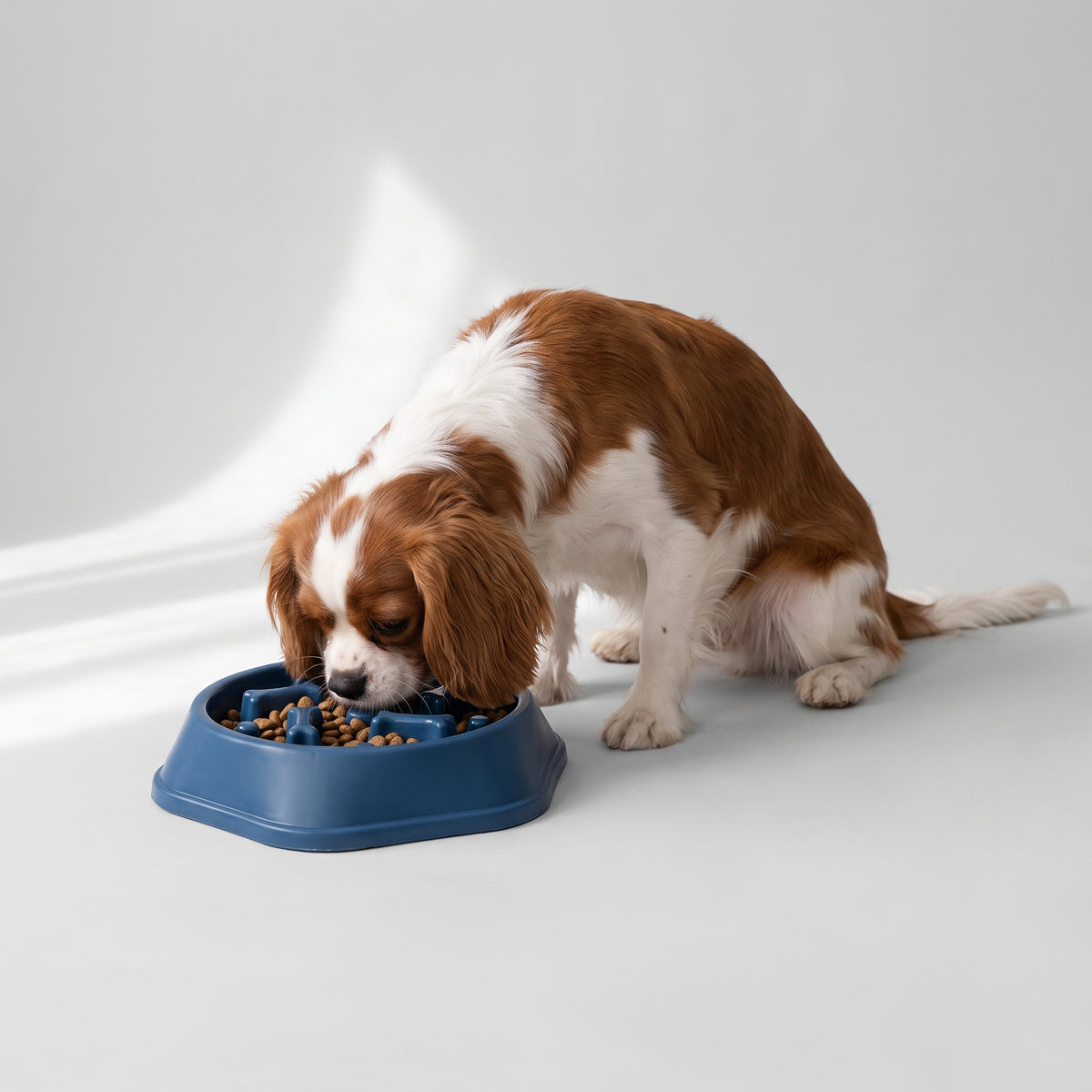 Slow Feed Dog Bowl For Small Dogs with a Cavalier King Charles, studio photo