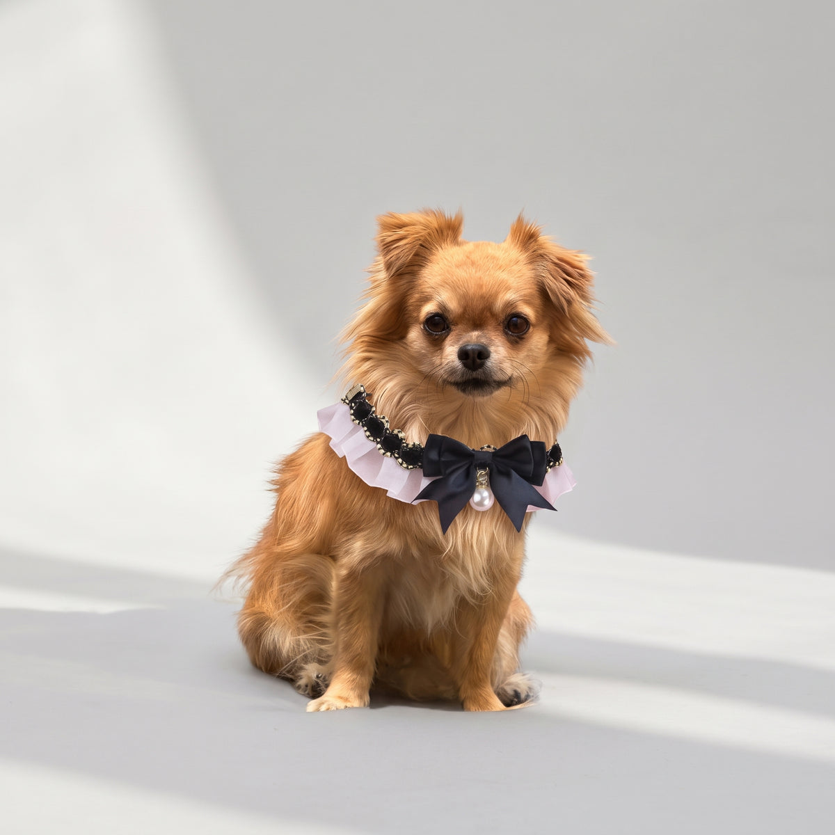 Small Cute Dog Collar with a chihuahua, studio photo