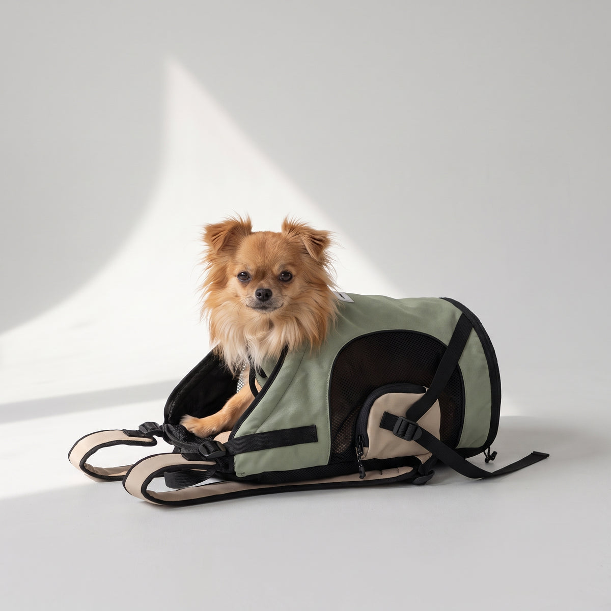 Small Dog Backpack Carrier with a chihuahua, studio photo
