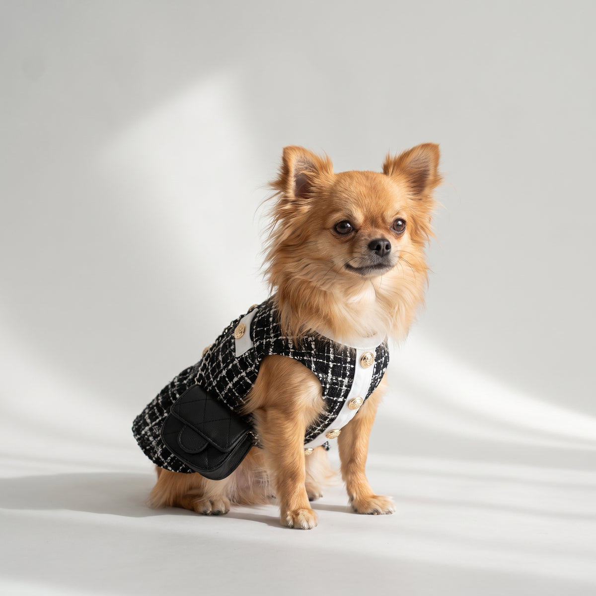 Small Dog Dresses with a chihuahua, studio photo