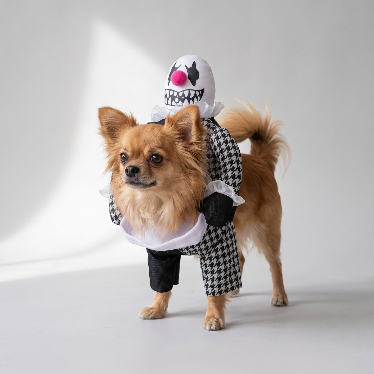 Small Dog Halloween Costumes with a chihuahua, studio photo