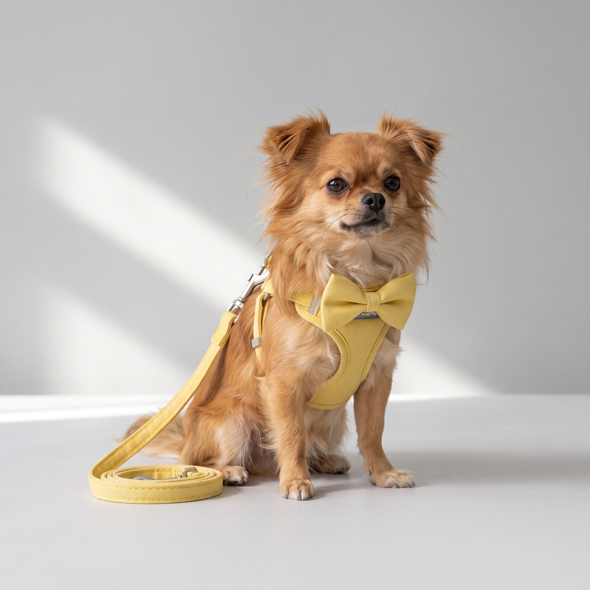 Small Dog Harness And Leash with a chihuahua, studio photo