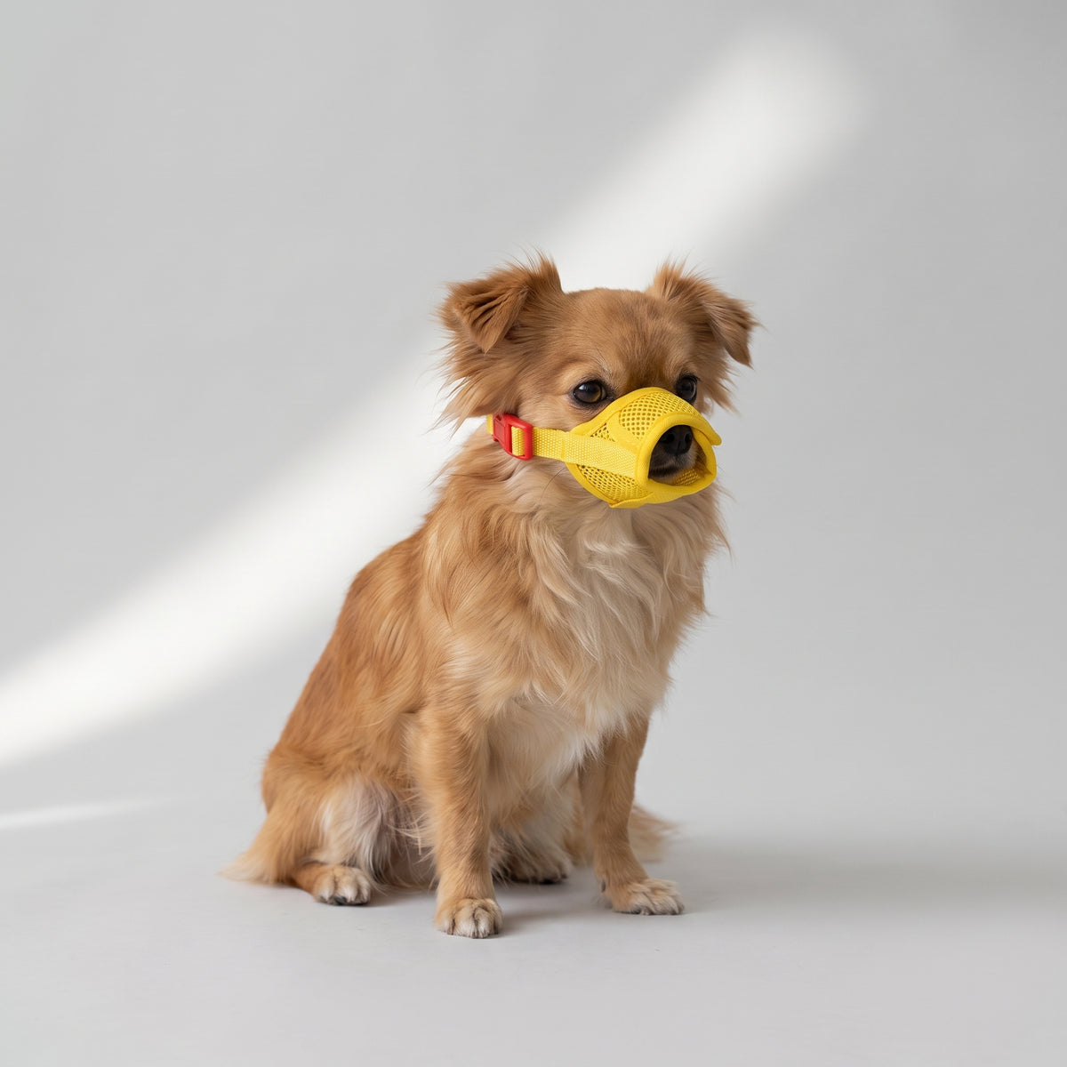 Small dog Muzzle with a chihuahua, studio photo