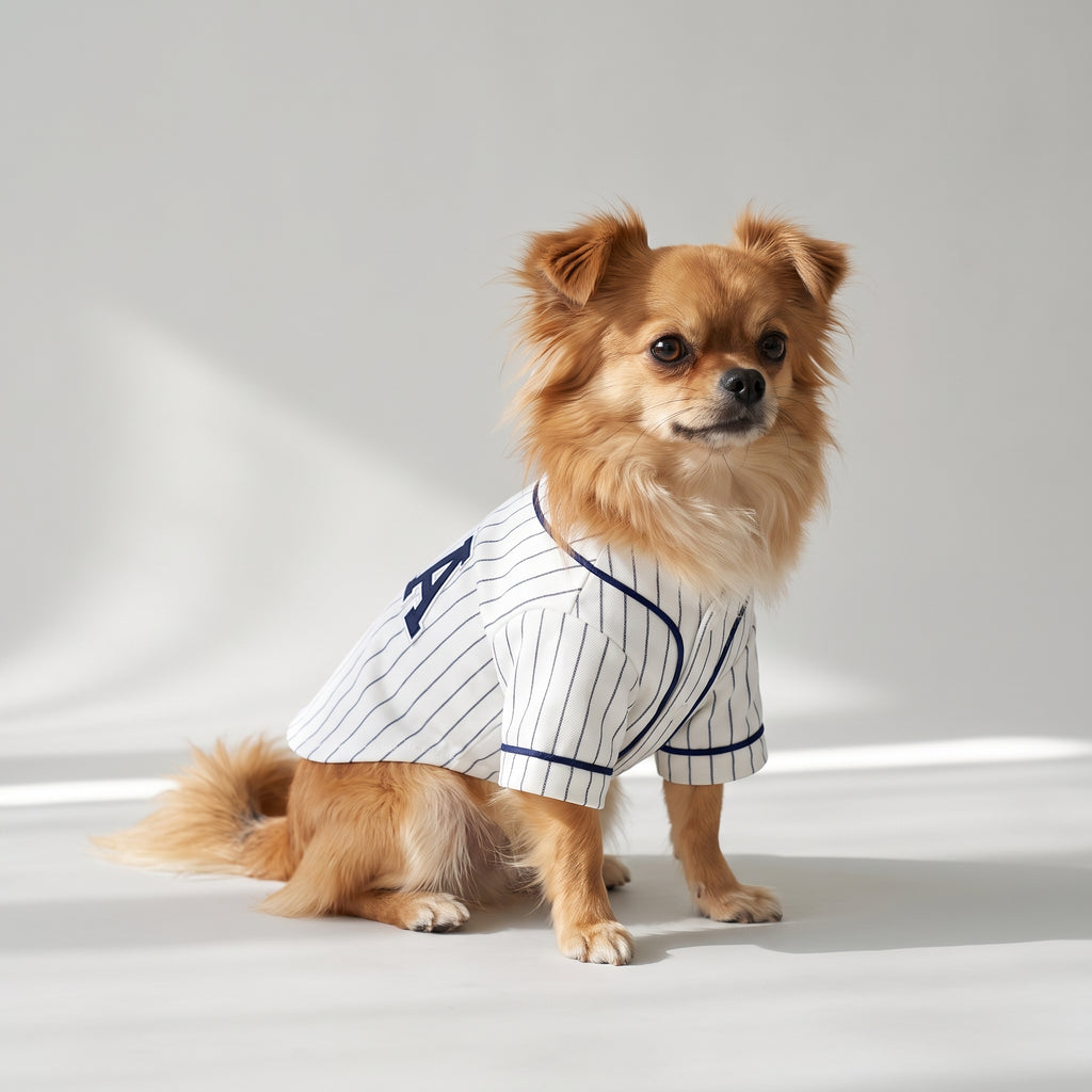 Small Dog Shirts with a chihuahua, studio photo