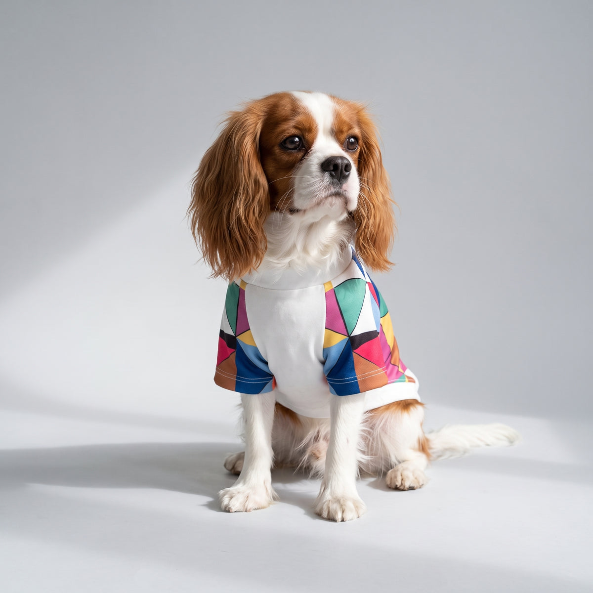 Small Dog T Shirts with a Cavalier King Charles, studio photo