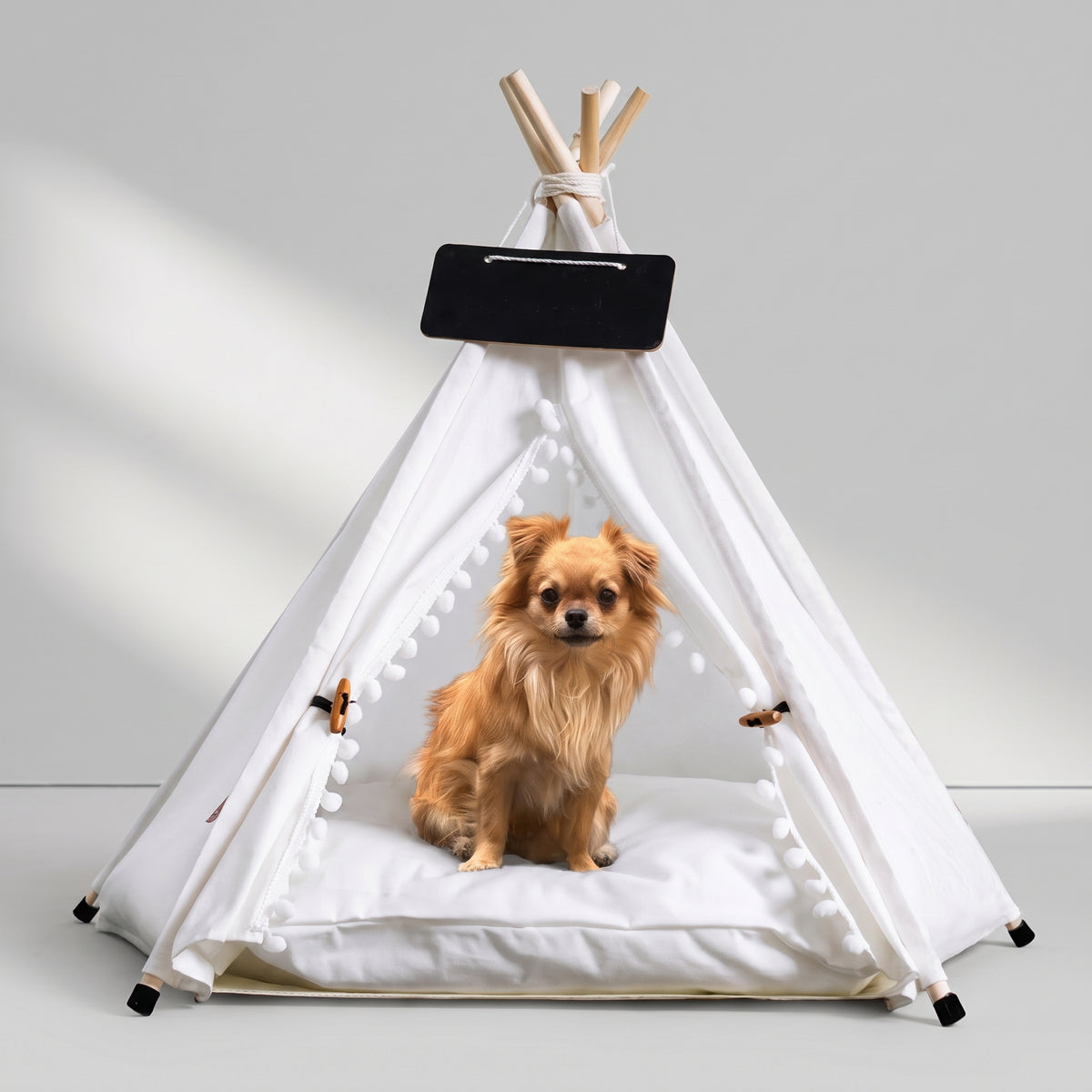 Small Dog Tent Bed with a chihuahua, studio photo