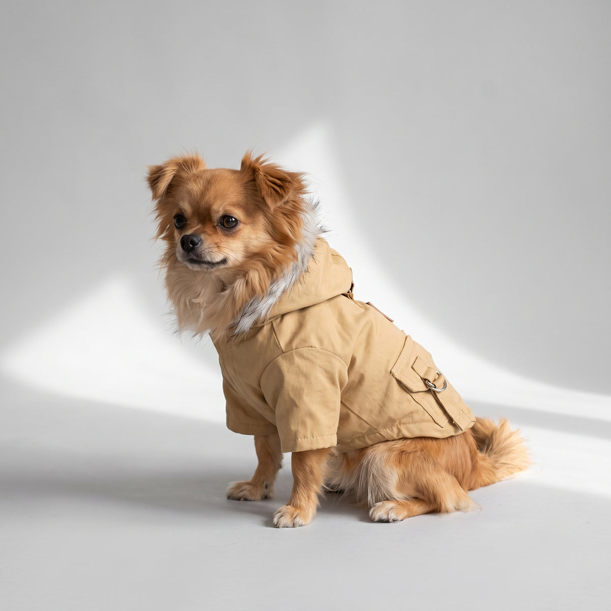 Small Dog Winter Coat with a chihuahua, studio photo