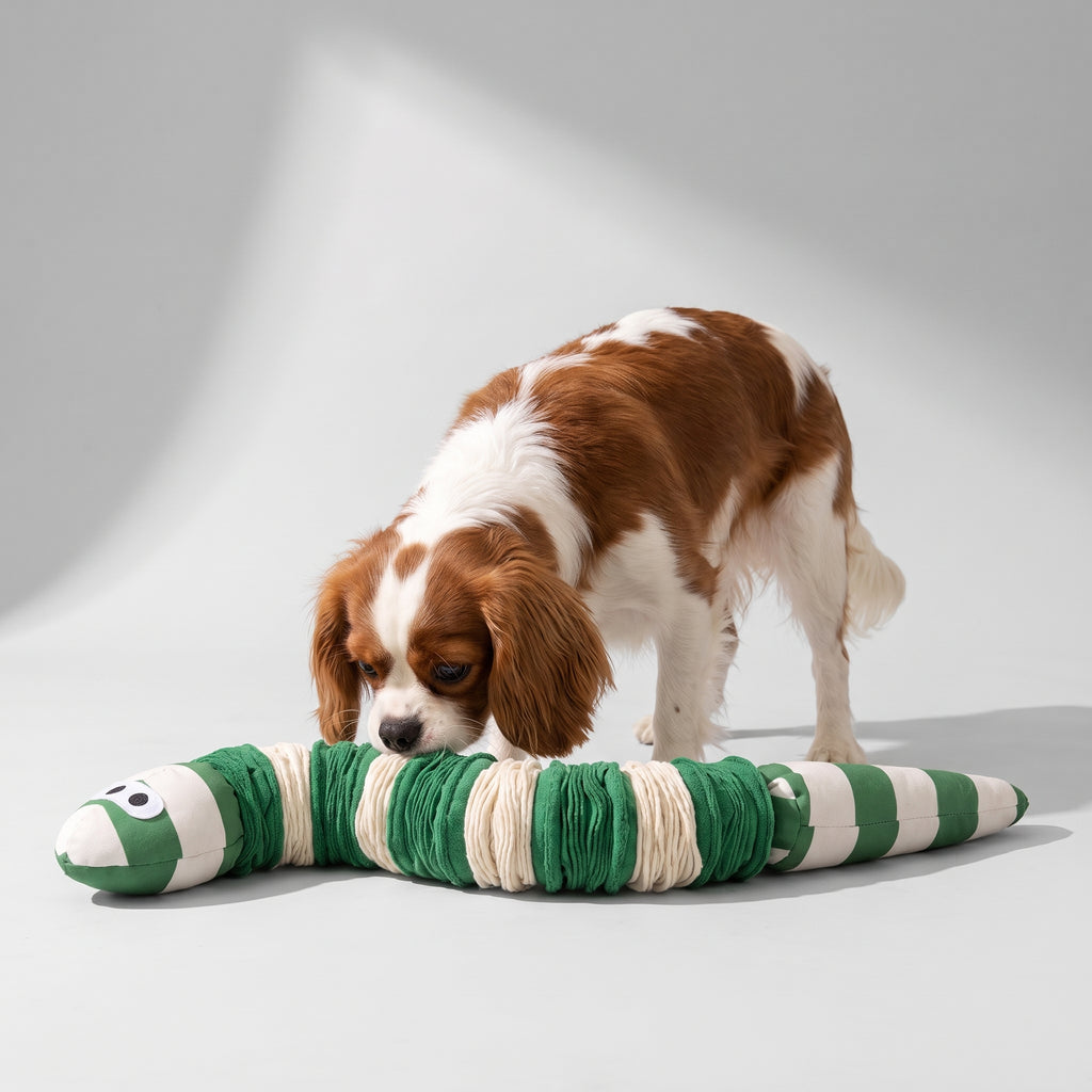 Sniffing Toys For Dogs with a Cavalier King Charles, studio photo