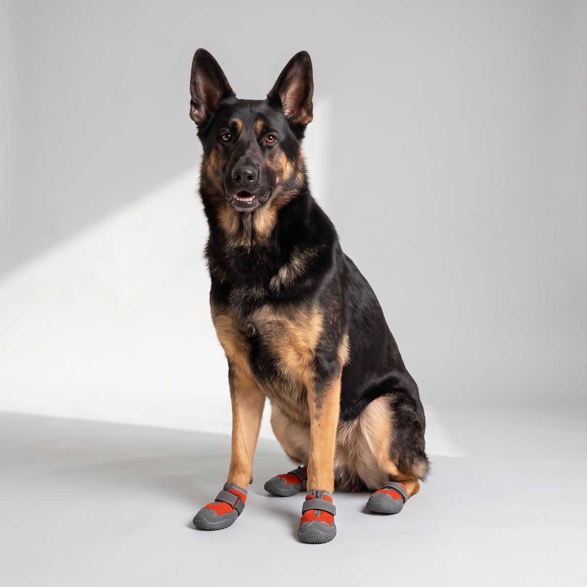 Leather Snow Booties for Dogs in Winter with a German Shepherd, studio photo