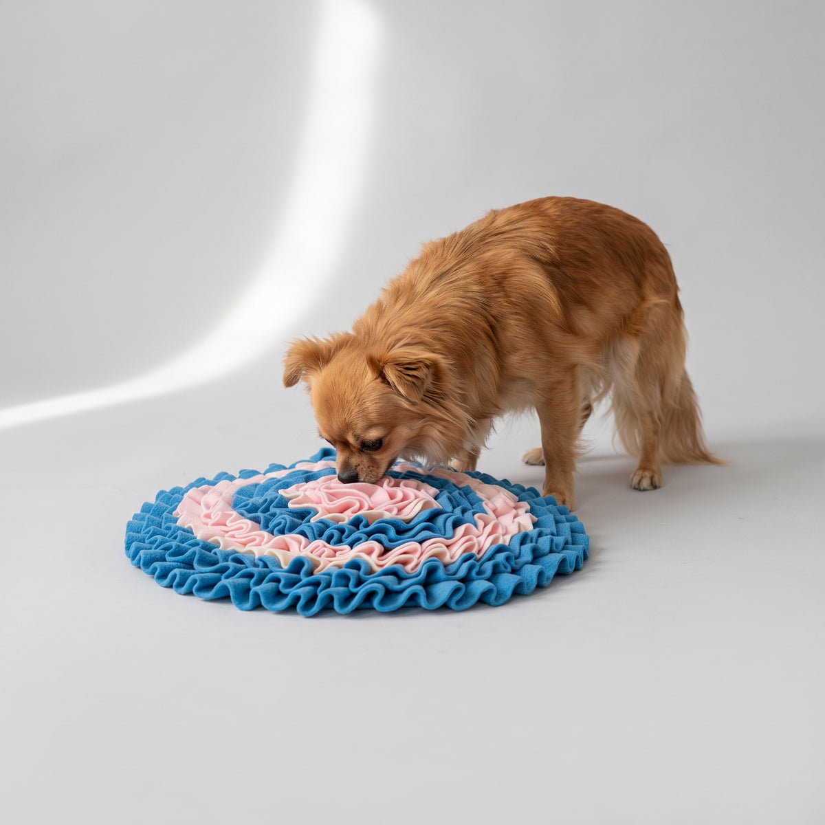 Snuffle Mats For Small Dogs with a chihuahua, studio photo