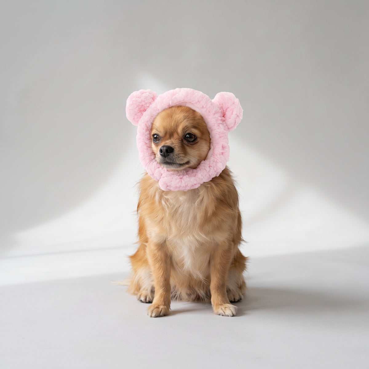 Soft Fluffy Dog Hat with a chihuahua, studio photo