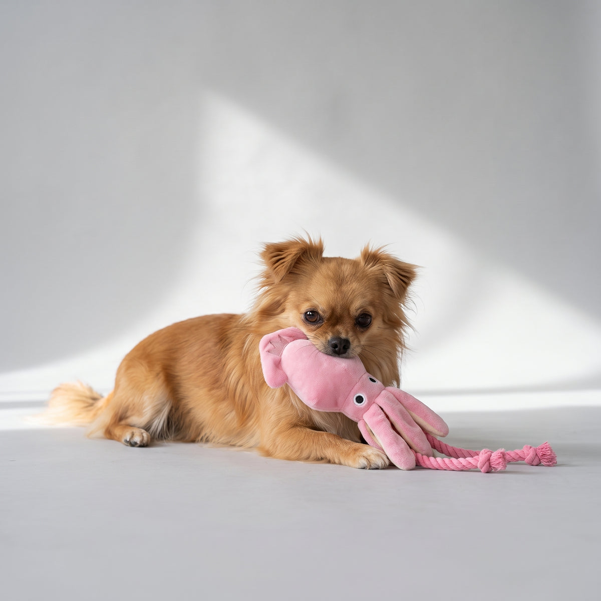 Pink Squeaky Toy for Small Dogs with a chihuahua, studio photo