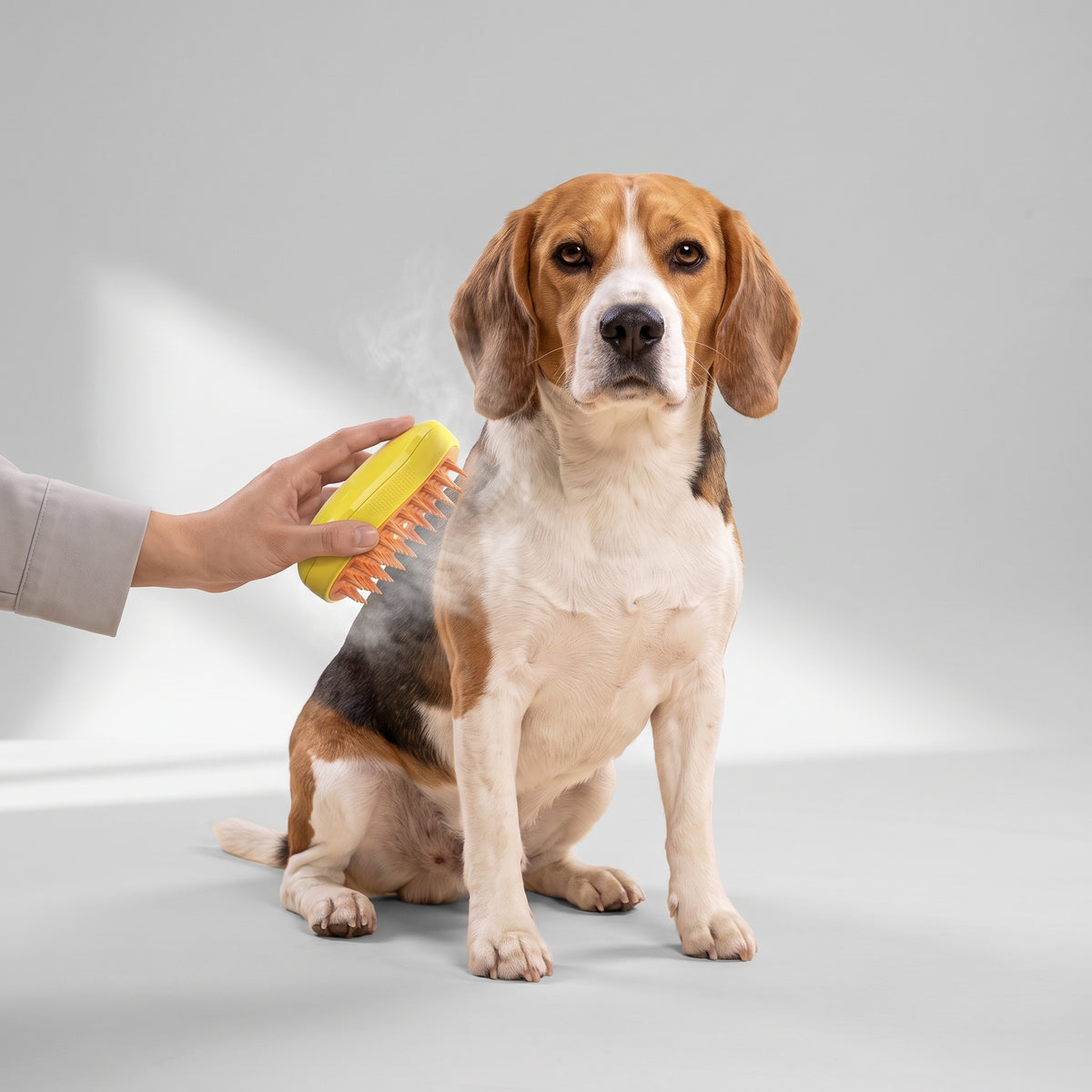 Steamy Dog Brush for Shedding Fur with a beagle, studio photo
