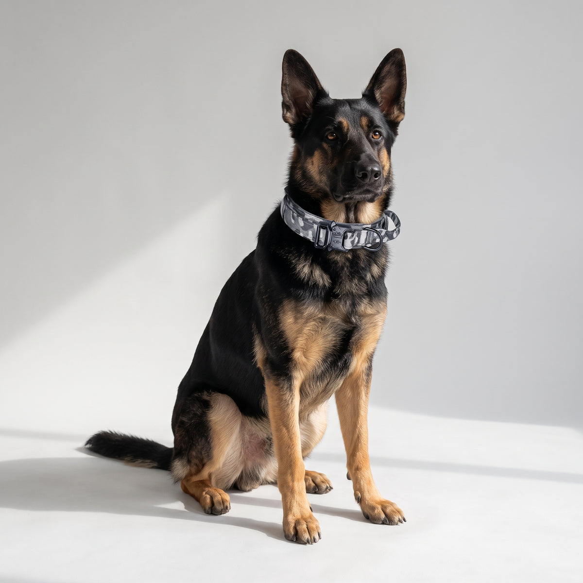 Tactical Dog Collar and Leash for Training with a German Shepherd, studio photo