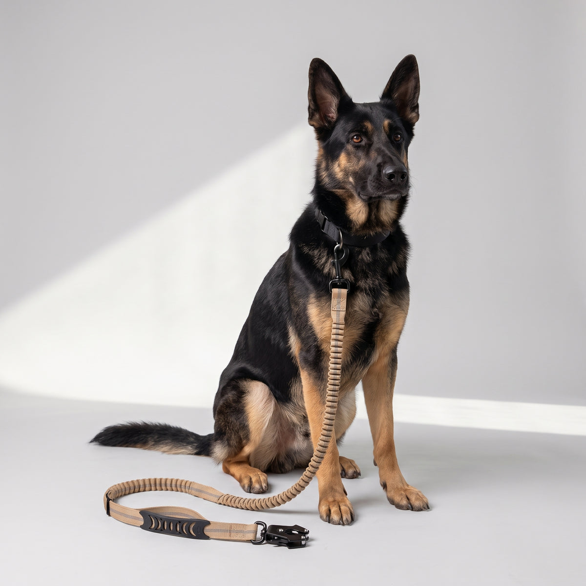 Tactical Dog Leash with a German Shepherd, studio photo