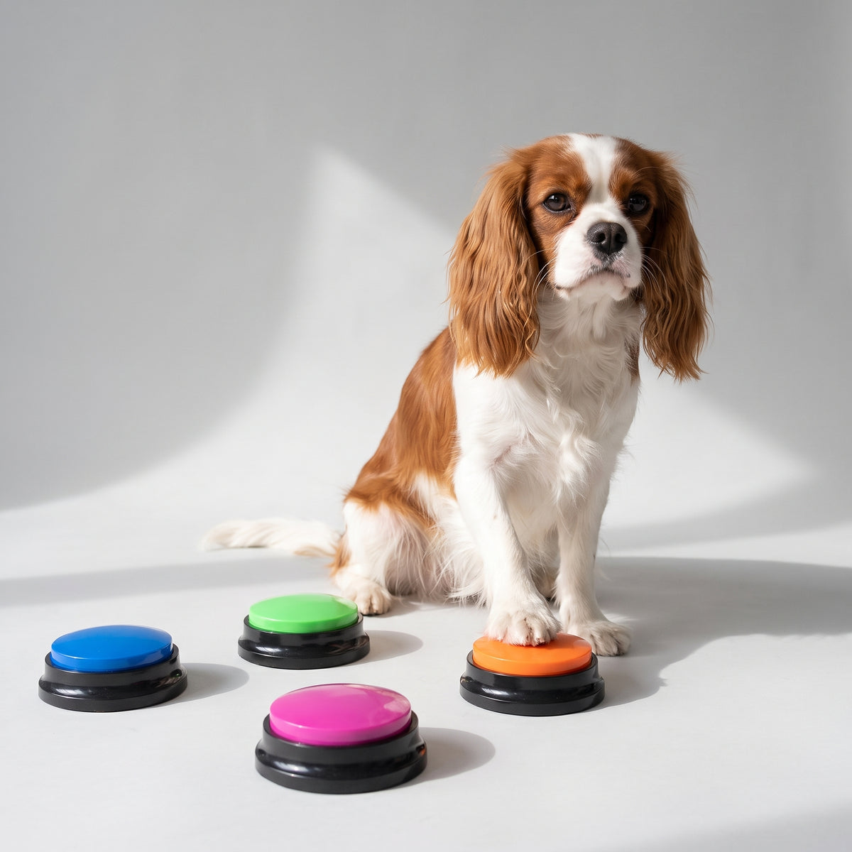 Talking Buttons For Dogs with a Cavalier King Charles, studio photo