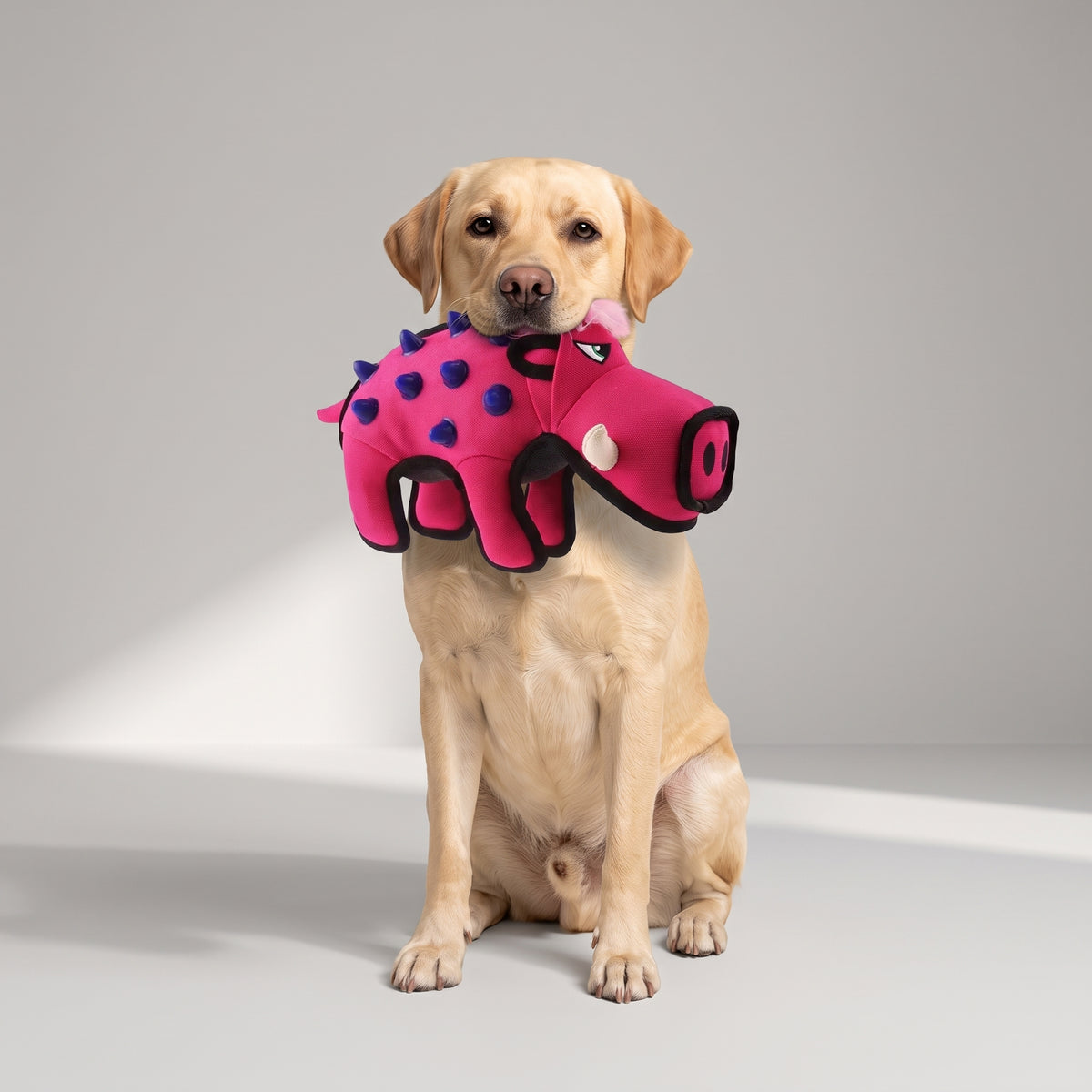 Tough Dog Toys with a Labrador, studio photo