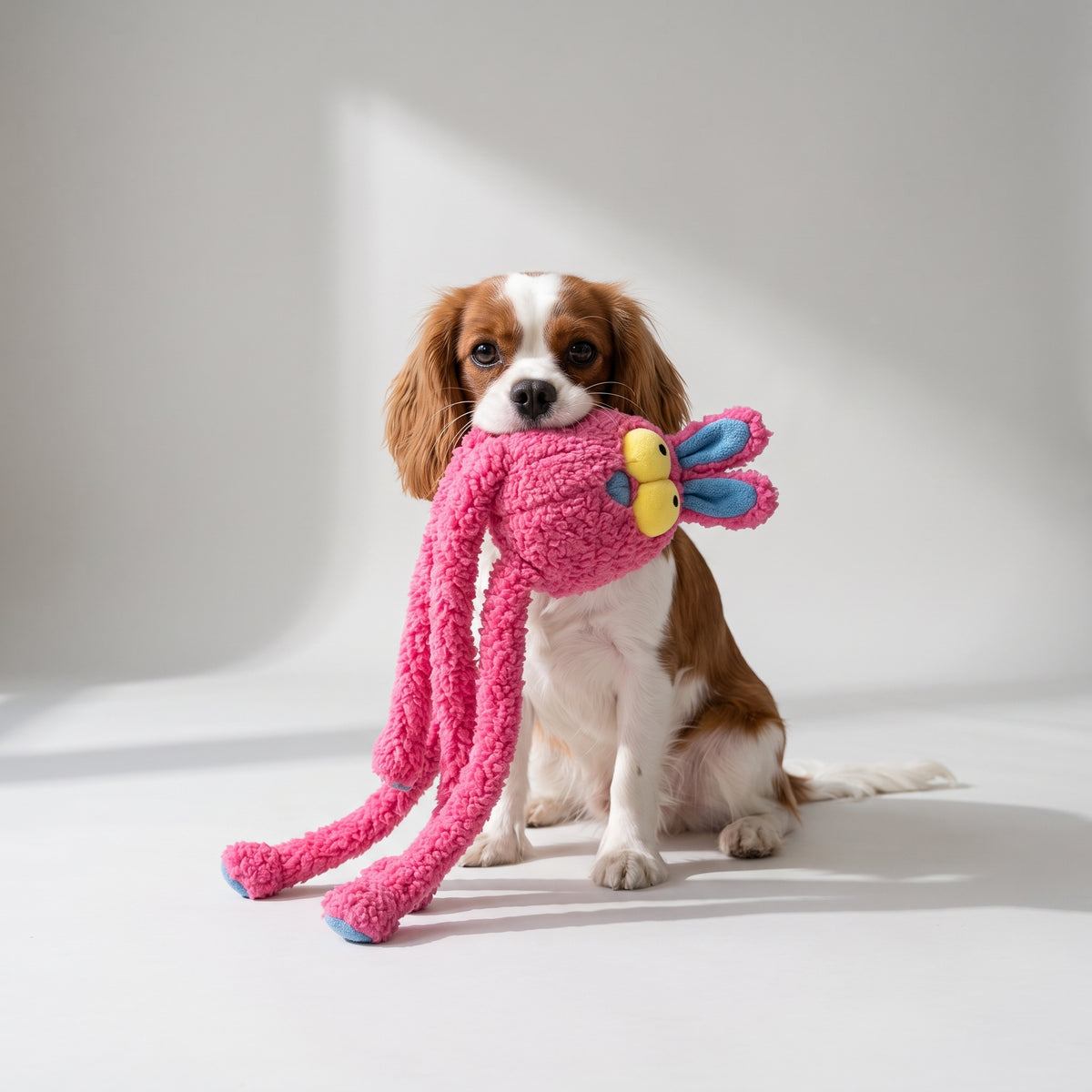 Tug Of War Dog Toy with a Cavalier King Charles, studio photo