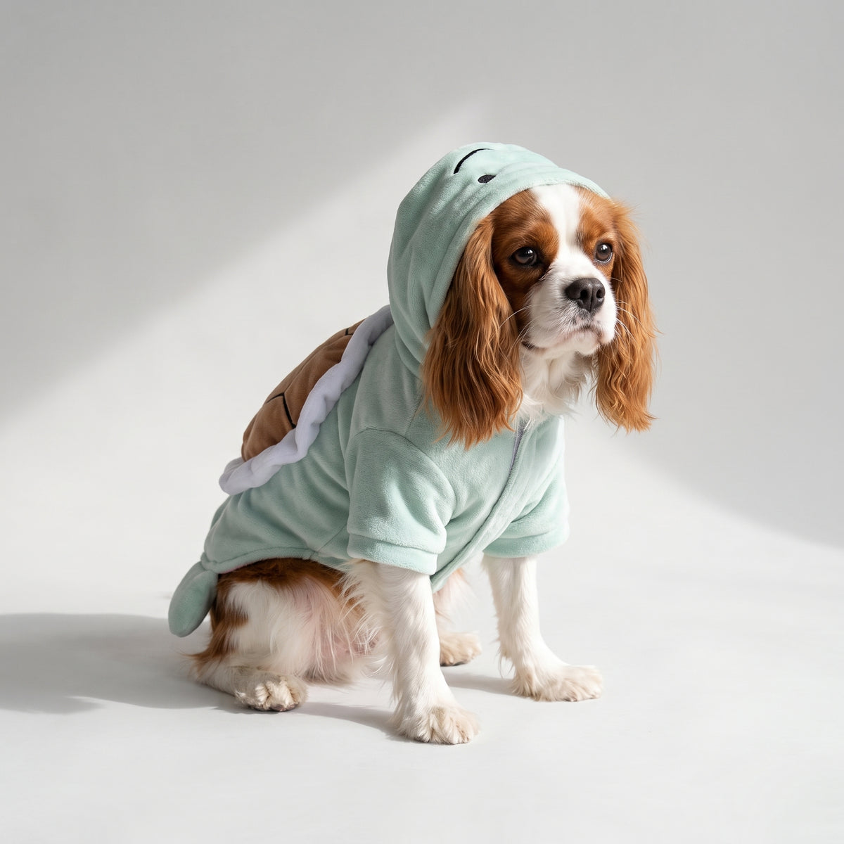 Turtle Clothes Dog with a Cavalier King Charles, studio photo