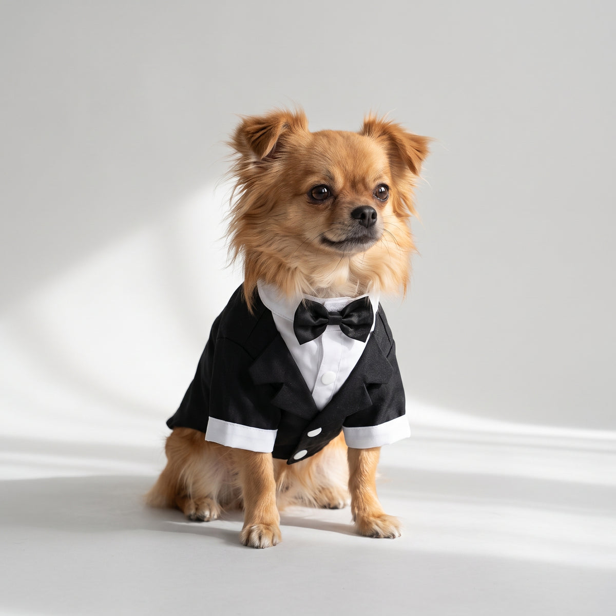 Tuxedo Dog with a chihuahua, studio photo