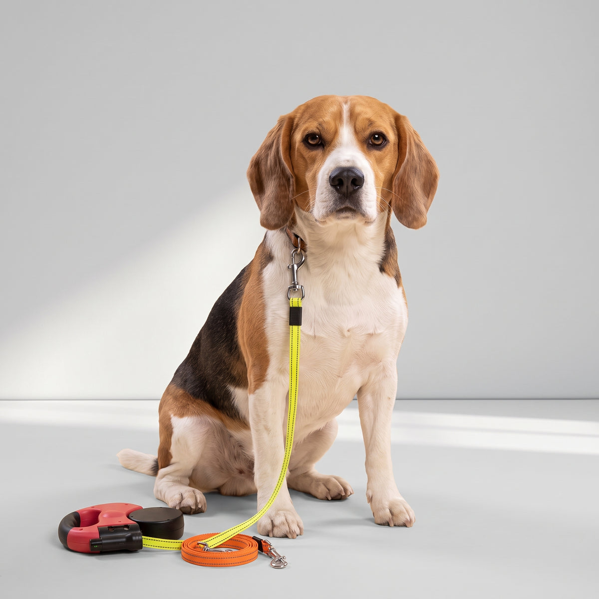 Two Dog Leash with a beagle, studio photo
