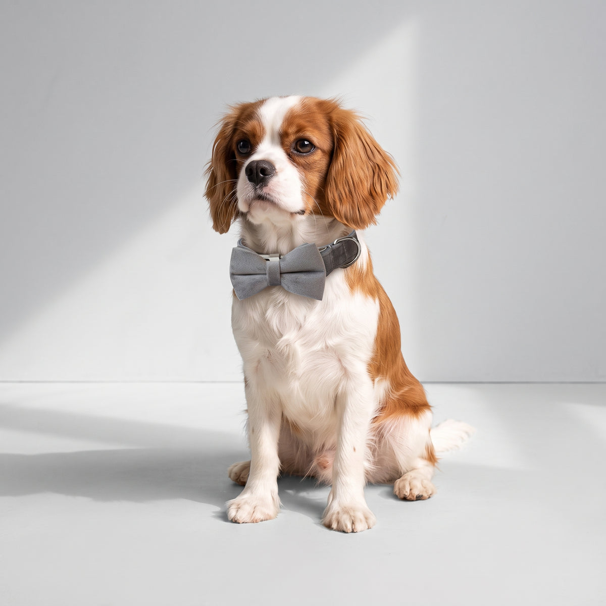 Unique Dog Collar with a Cavalier King Charles, studio photo