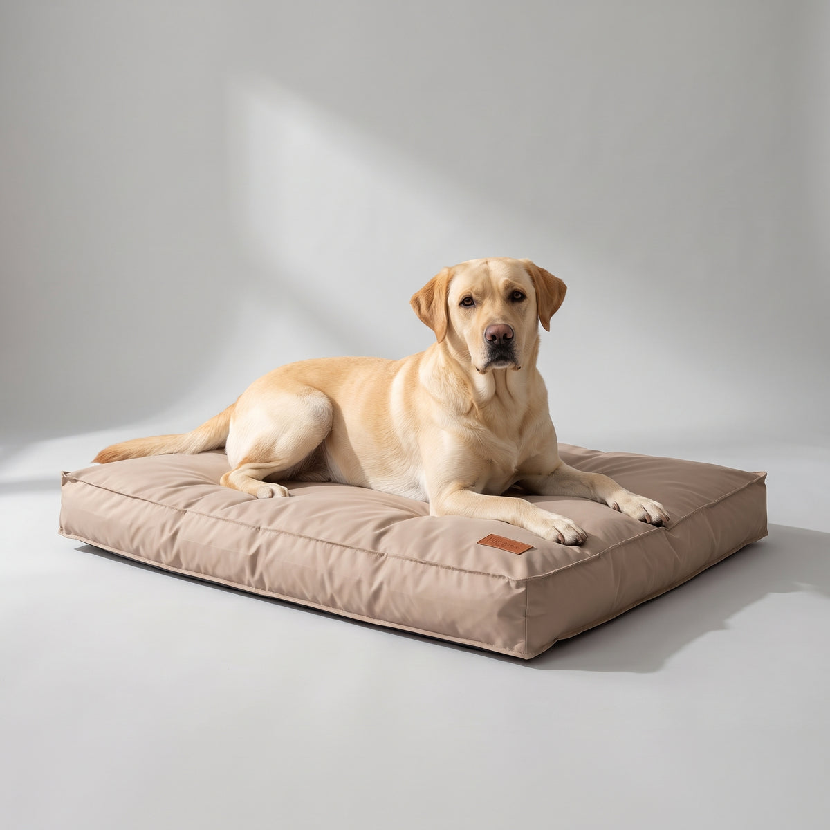 Waterproof Dog Bed Mat with a Labrador, studio photo