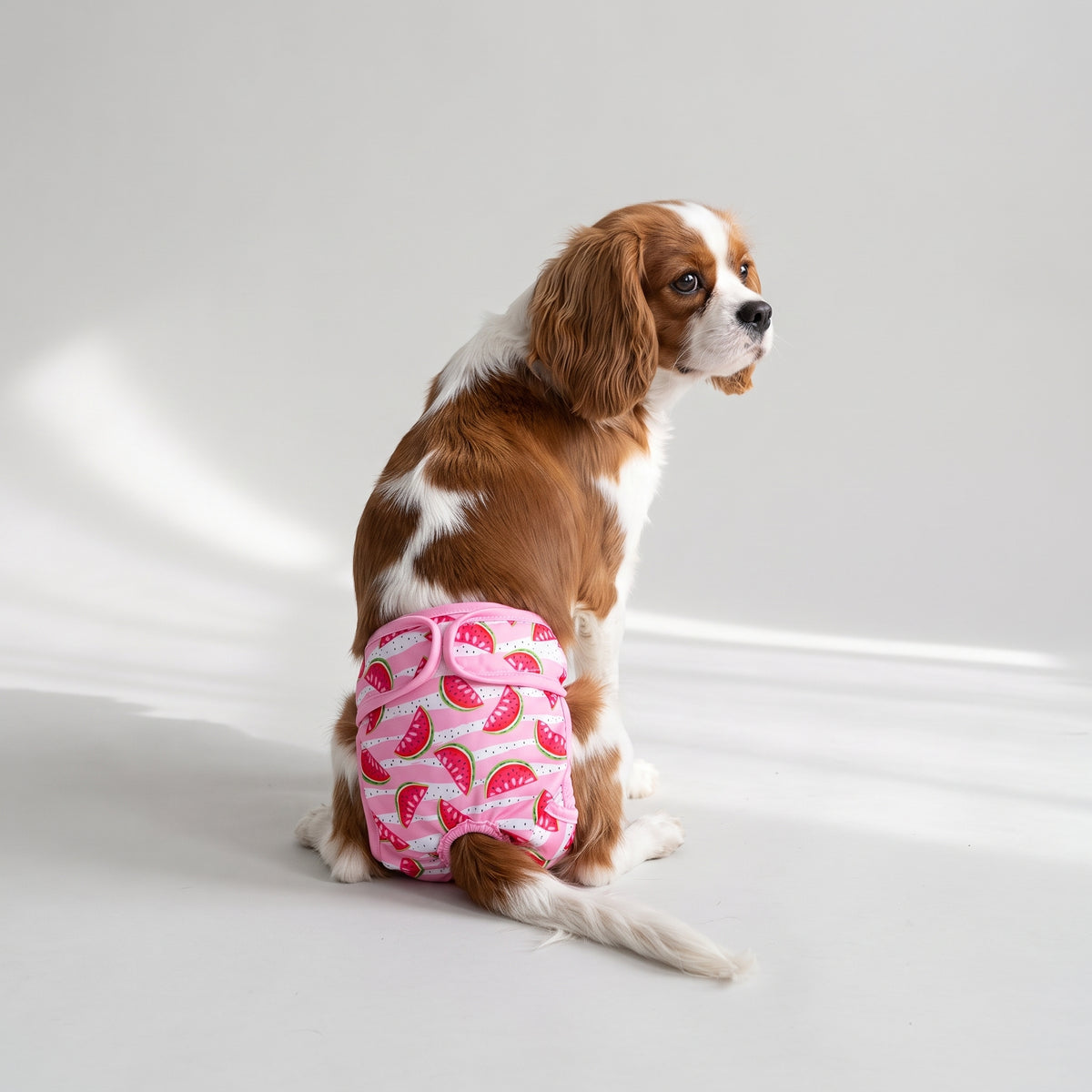 Waterproof Dog Diaper with a Cavalier King Charles, studio photo