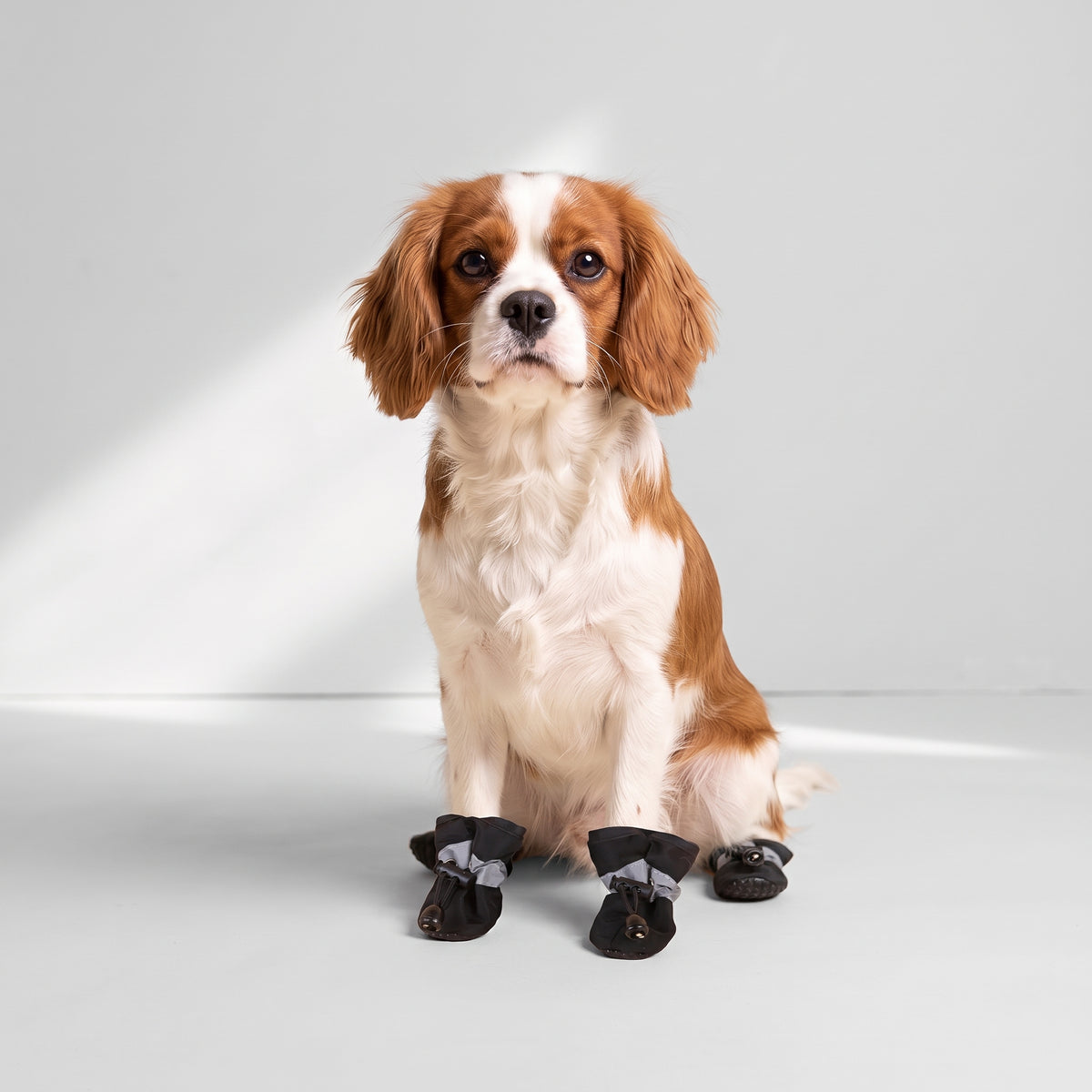 Waterproof Dog Shoes with Soft Corduroy with a Cavalier King Charles, studio photo