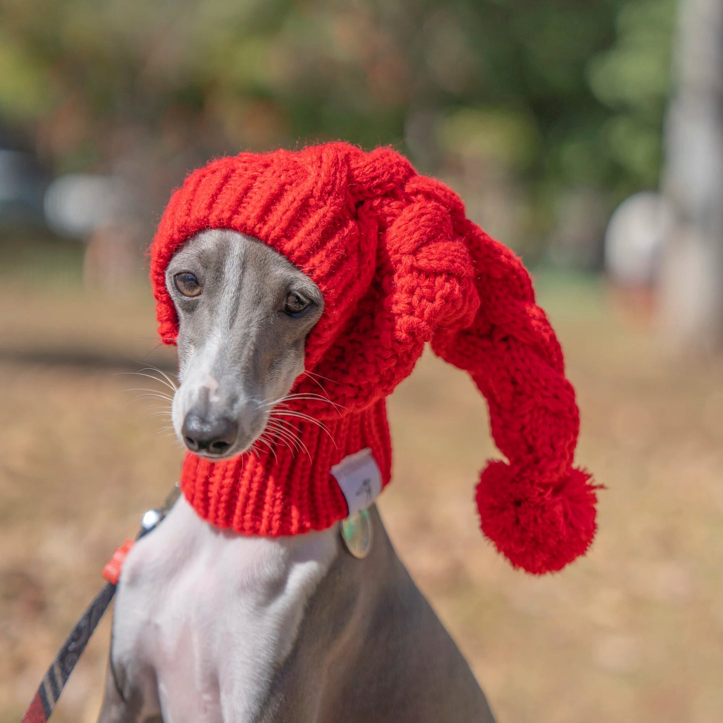 Whippet Dog Hat