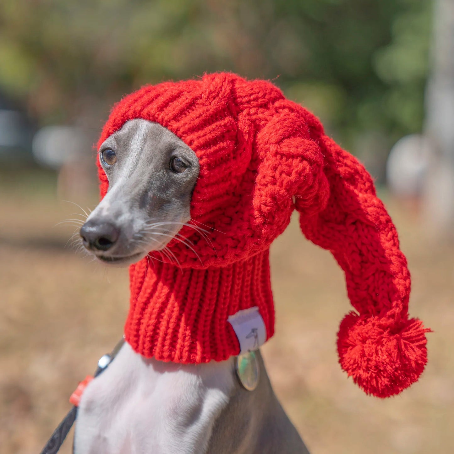 Whippet Dog Hat