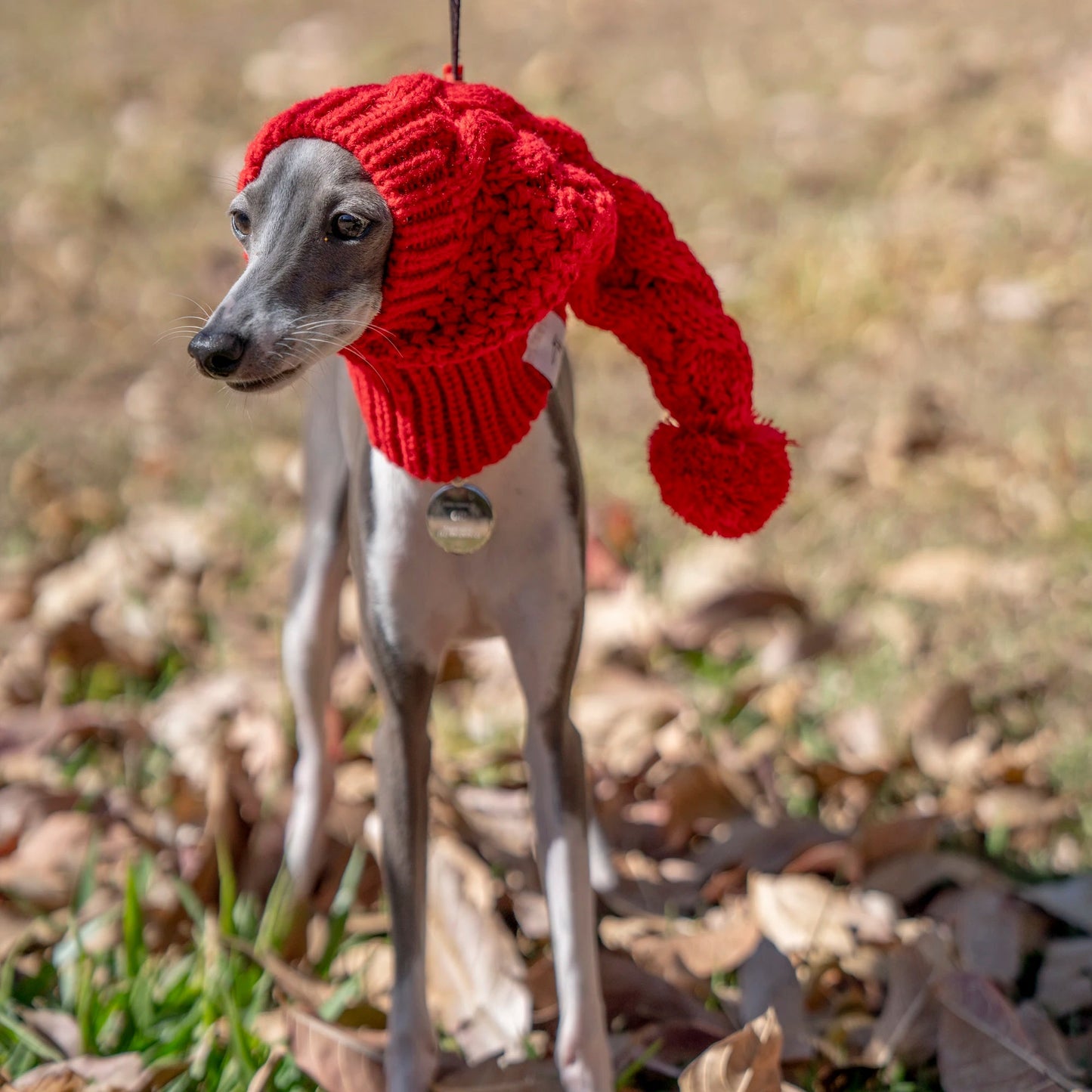 Whippet Dog Hat
