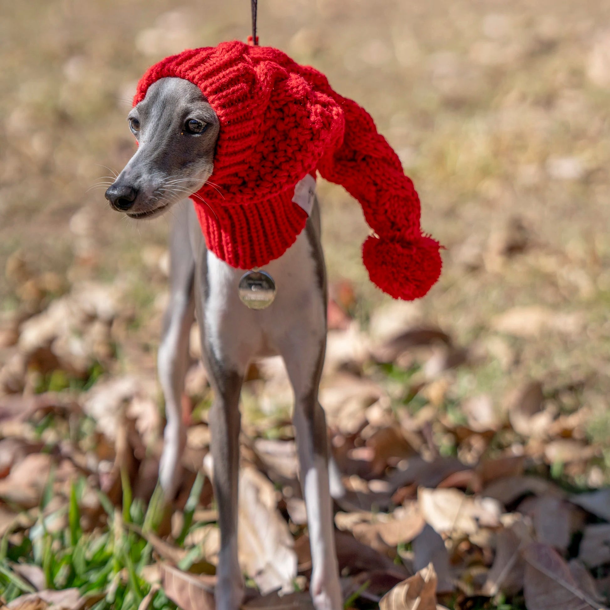 Whippet Dog Hat