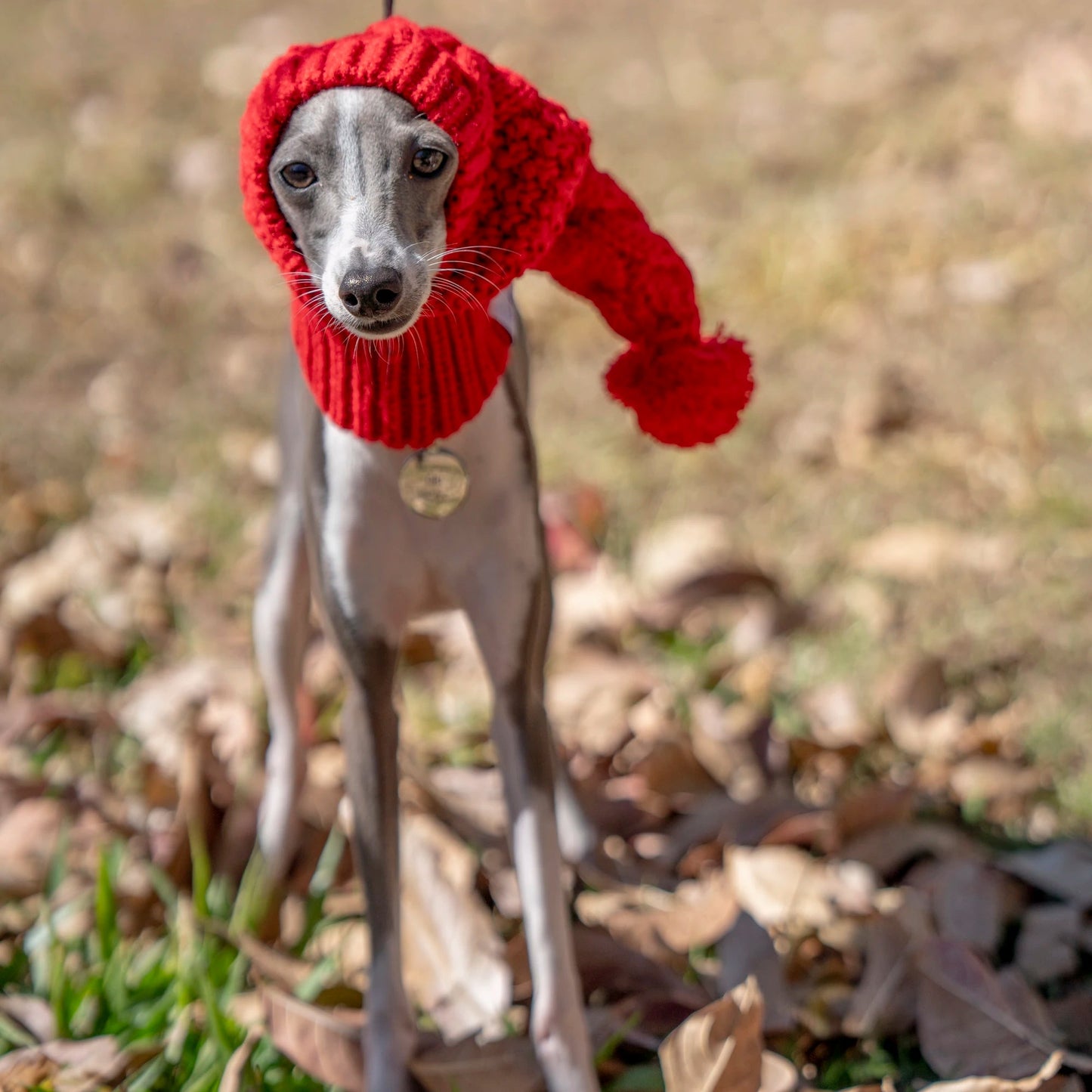 Whippet Dog Hat