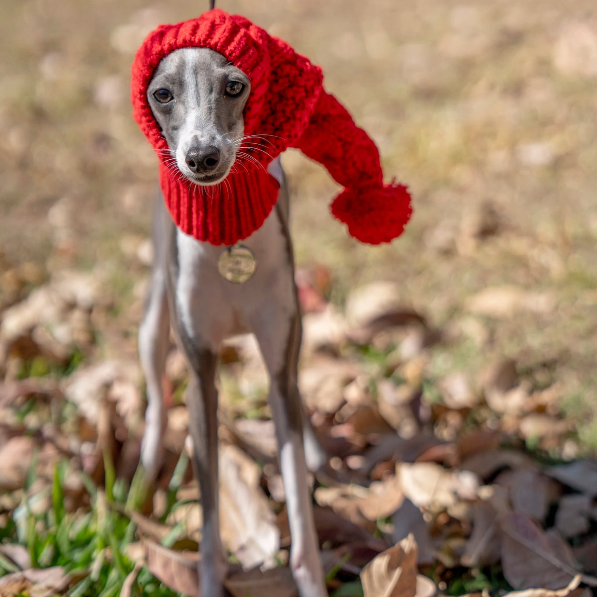 Whippet Dog Hat