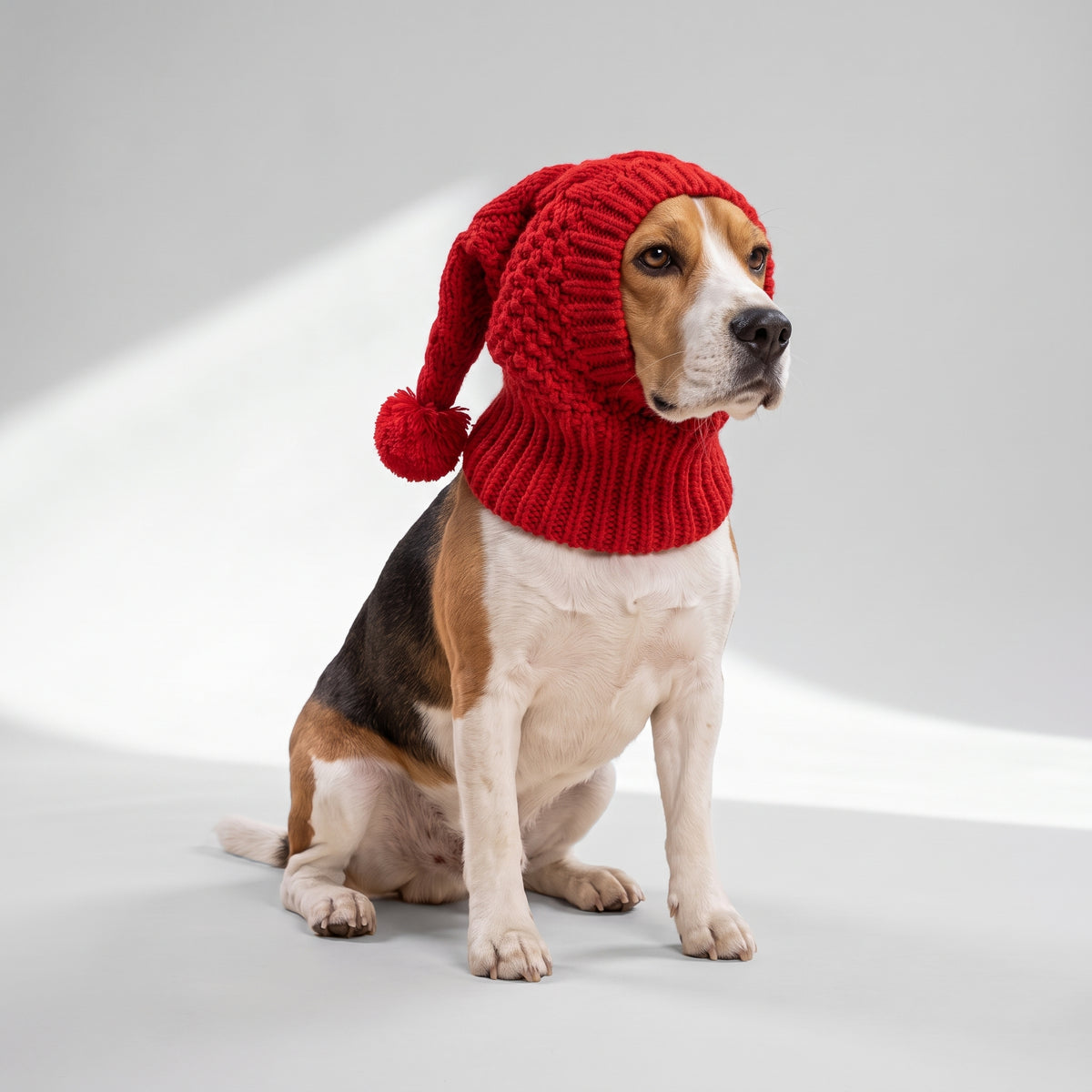 Whippet Dog Hat with a beagle, studio photo