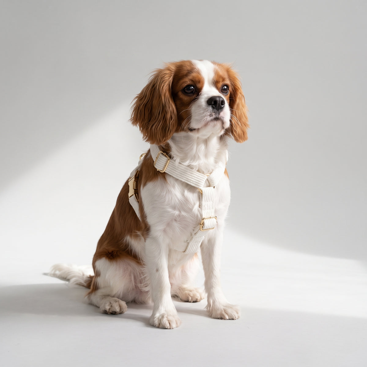 White Dog Harness with a Cavalier King Charles, studio photo