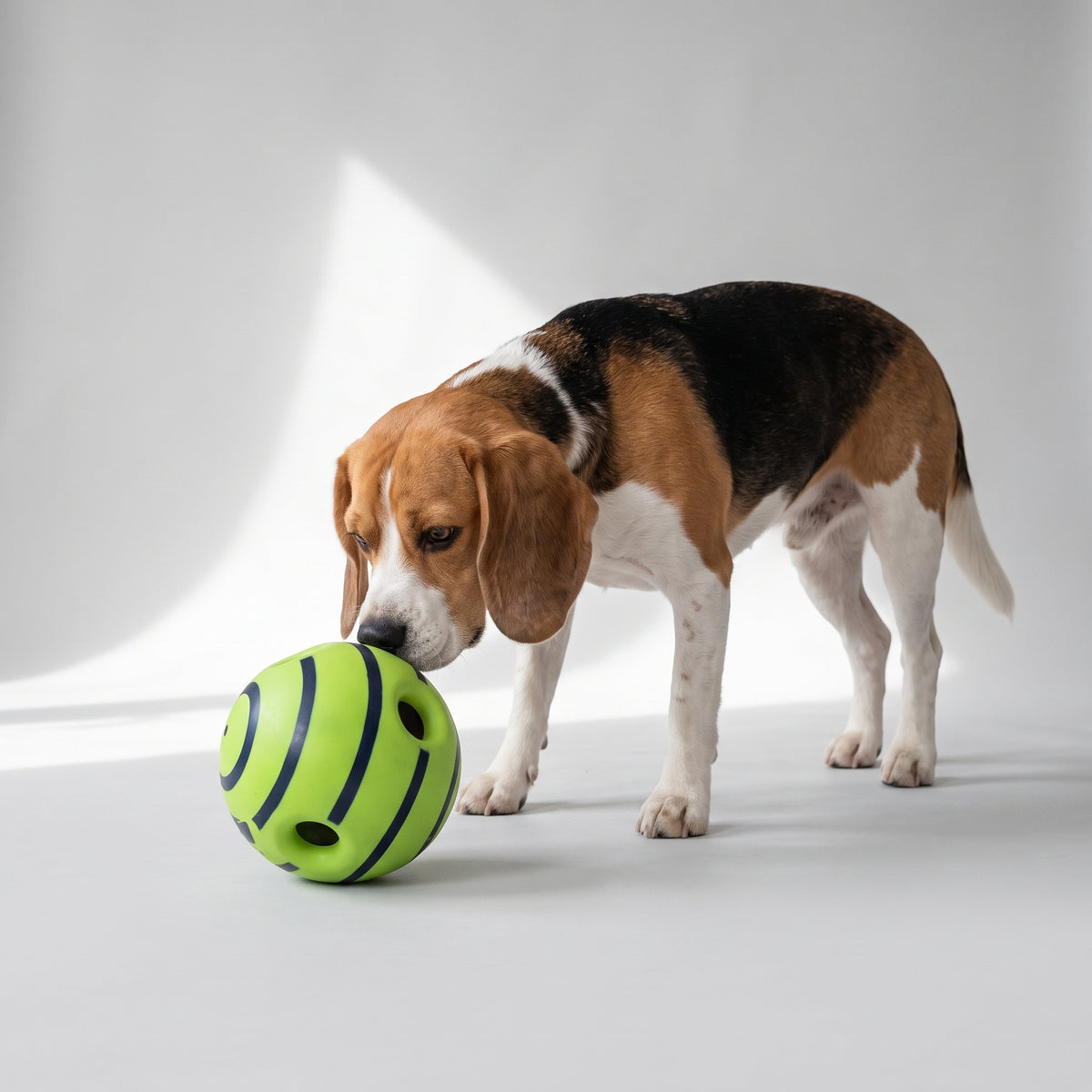 Giggle Sound Interactive Dog Ball with a beagle, studio photo