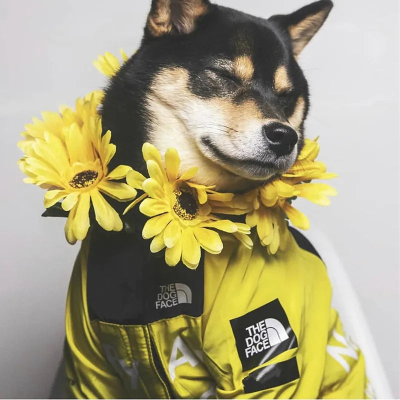 Yellow dog rain Coat
